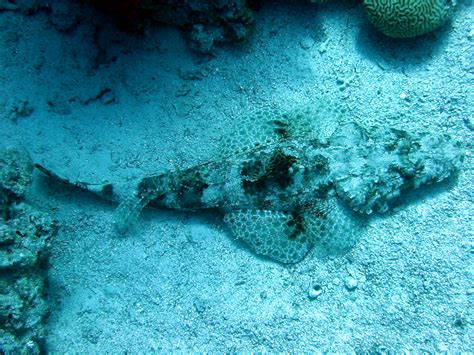 File:Rick's reef (26) crocodile fish.JPG - Wikipedia, the free encyclopedia