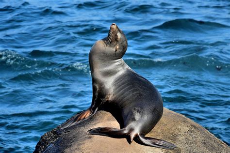 California Sea Lion at La Jolla Cove in La Jolla, California | Encircle Photos