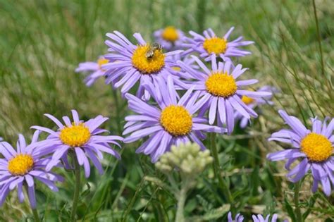 Alpine Aster (Aster alpinus) · iNaturalist