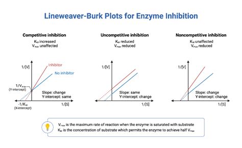 Lineweaver-Burk Plots for Enzyme Inhibition | BioRender Science Templates