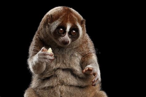 Close-up Lemur Slow Loris Isolated Black Background Stock Image - Image of beautiful, close ...