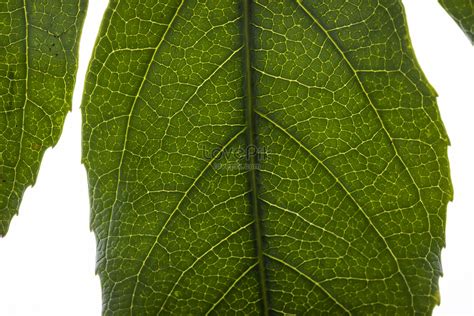 Green Leaf Texture Picture And HD Photos | Free Download On Lovepik