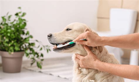 5 Ways to Clean Your Dog's Teeth at Home | Papaya Veterinary Care