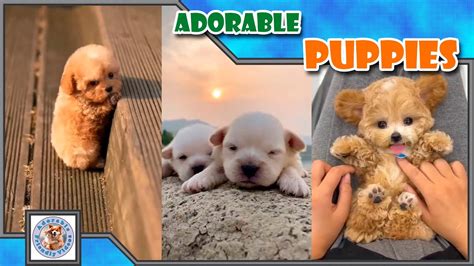 Compilation of adorable fluffy puppies, to make your day happy! #004 ...