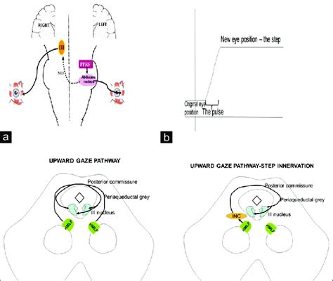 (a) Activation of the left abducens nucleus results in conjugate eye... | Download Scientific ...