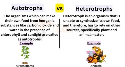 Difference Between Autotrophs and Heterotrophs