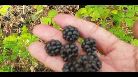 Berry Picking - YouTube