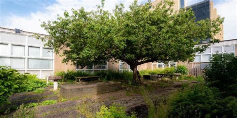 Newton's apple tree - School of Physics, Engineering and Technology, University of York