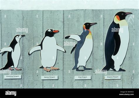 Comparison size of penguin species Stock Photo - Alamy