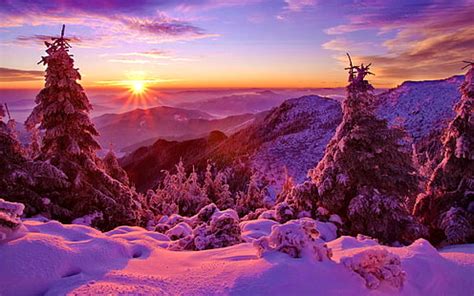 Online crop | HD wallpaper: pine trees covered with snow under starry ...