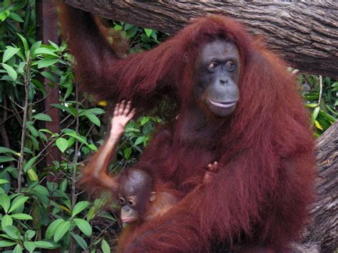 ORANGUTAN - BORNEO Orangutans, Primates, Borneo, Mom And Baby, Gorilla, Orient, Alphabet ...