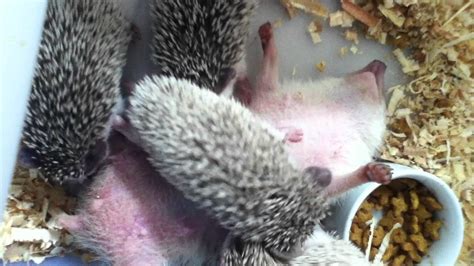 hedgehog breastfeeding - YouTube