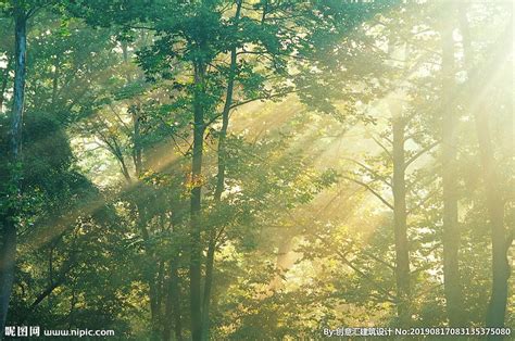 清晨的森林摄影图__树木树叶_生物世界_摄影图库_昵图网nipic.com