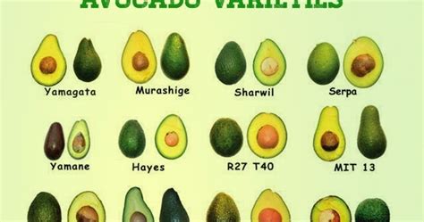 Garden and Farms: Different Avocado Varieties