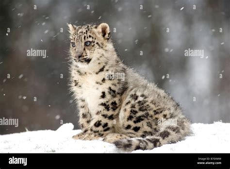 Snow Leopard Cub in the snow Stock Photo - Alamy