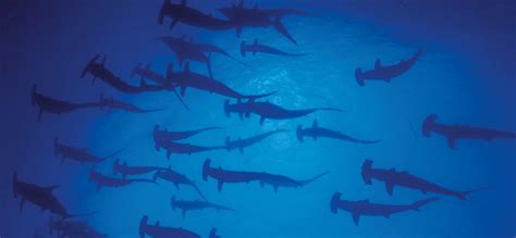 Hammerhead sharks - Experience Japan | Inside Japan Tours