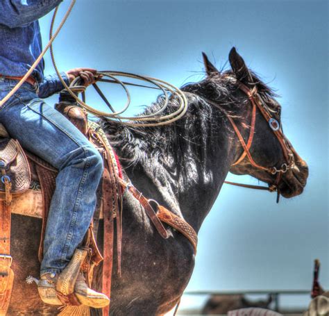 Roping a Calf | Horses, Animals, Calves