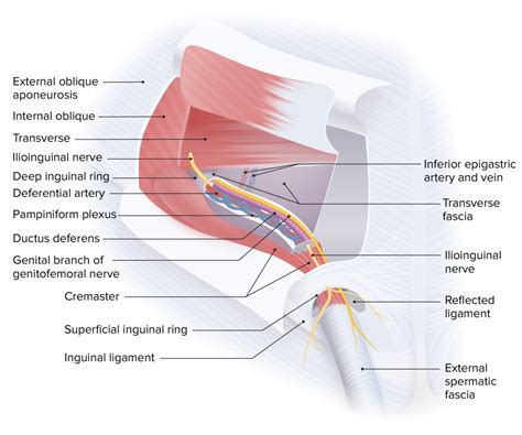 Surgical Anatomy of the Abdomen | Concise Medical Knowledge