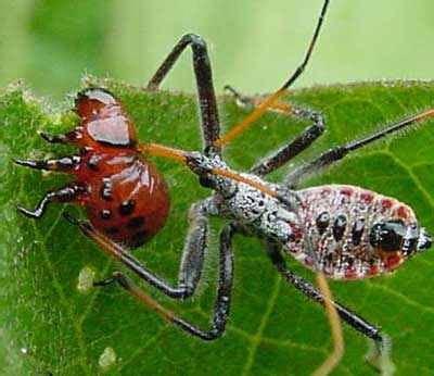 Predator Insects! - Science News