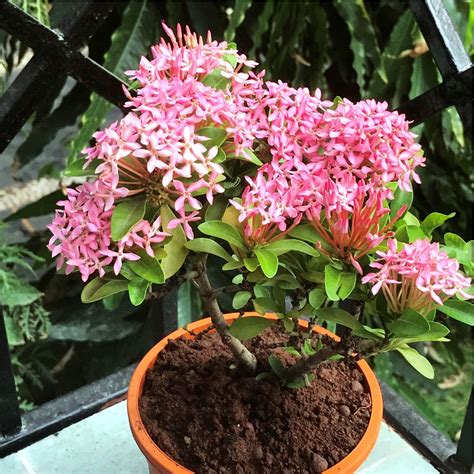 Dwarf Pink Ixora - myBageecha