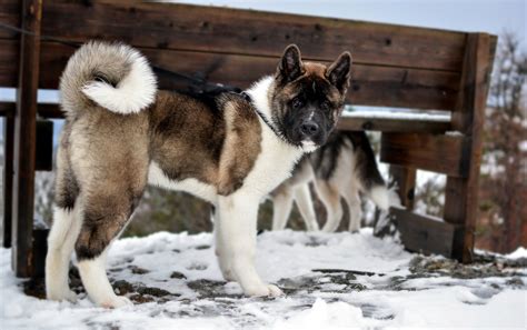 Dogs with Curly Tails | Exploring the Breeds - Centre of Excellence