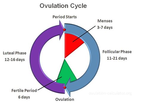 Ovulation Cycle