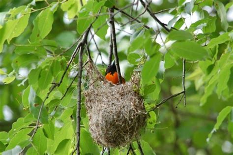 oriole nests | ... New England pond: Male and Female Baltimore Oriole and Their Nest | Baltimore ...