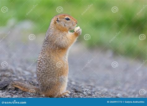 Ground squirrel stock image. Image of green, cute, meadow - 266991773