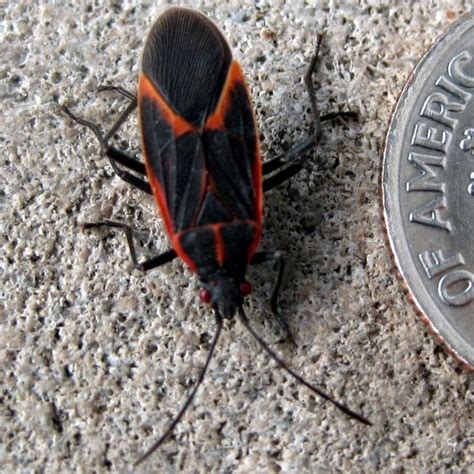 Black & Red Beetle(?) - Boisea trivittata - BugGuide.Net