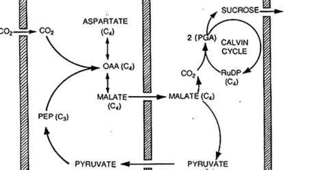 Hatch-Slack (C4) Pathway of CO2 Fixation