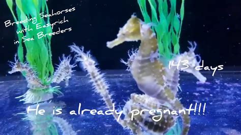 Breeding Seahorses with Easyrich - YouTube