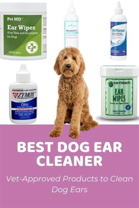 Best Dog Ear Cleaner: Vet-Approved Products - Doodle Doods | Dog ear ...