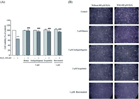 Butein, isoliquiritigenin, and scopoletin attenuate neurodegeneration via antioxidant enzymes ...