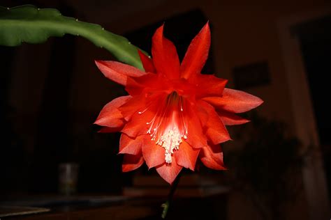 Free photo: Red cactus flowers - Cacti, Cactus, Flower - Free Download - Jooinn