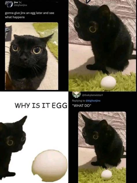 why is egg? | Cute funny animals, Funny animals, Cat memes