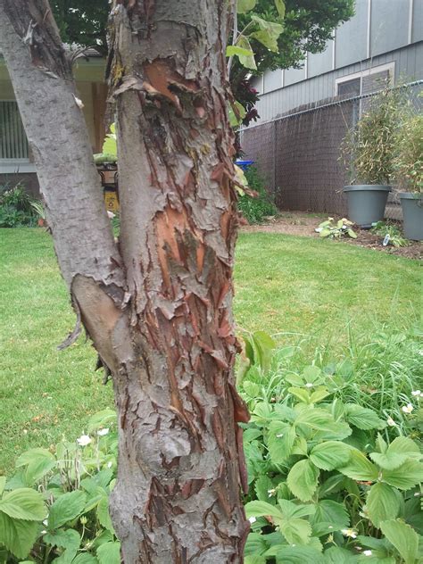 diagnosis - What is causing the bark on my crabapple to crack and peel ...