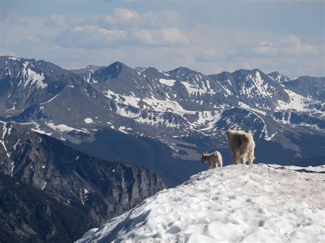 Buffalo Mountain - Colorado