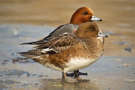 Eurasian Wigeon Pictures and Photos - Photography - Bird | Wildlife ...