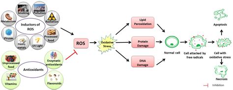 16 Surprising Facts About Oxidative Stress And Antioxidants - Facts.net