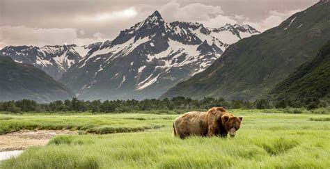 Alaska Wildlife: best places to see animals and whale watching