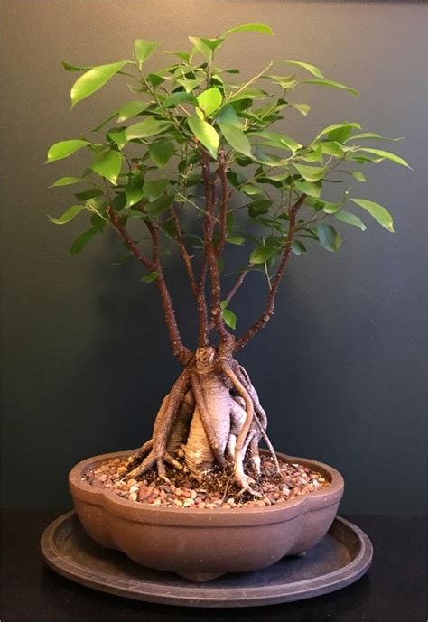 Ficus ginseng - pruning, watering and how to care for diseases