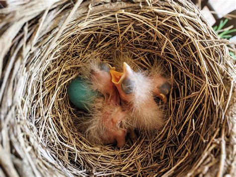 Baby Birds in Nest Photograph by James C Richardson