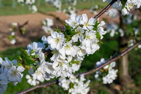 White Flowering Cherry Trees | Trees For Sale Ireland | Hedging.ie