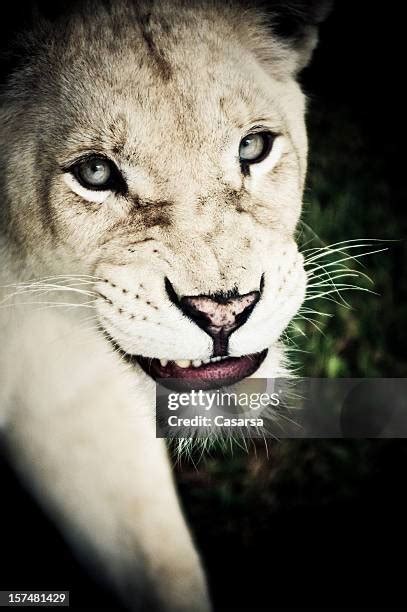 Lion Roaring Close Up Photos and Premium High Res Pictures - Getty Images