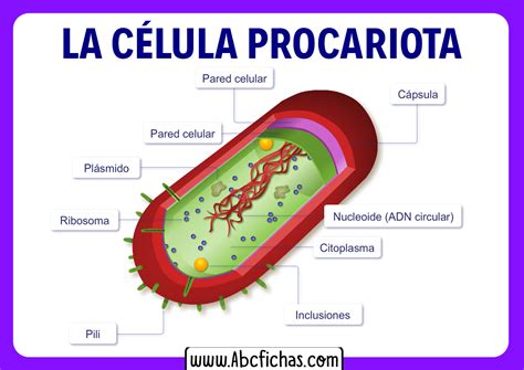 Anatomía interna y Partes de la Célula Procariota