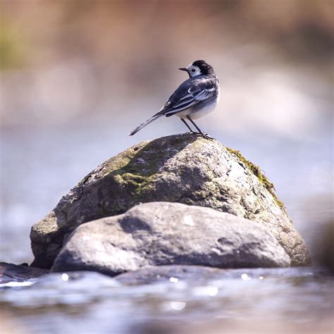 Pied Wagtail | Sitting looking for flies in the river | Andrew Wilson | Flickr