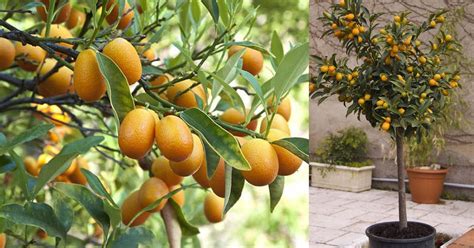 Kumquat Tree Care & Growing | Balcony Garden Web