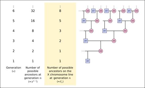 X chromosome - Wikiwand