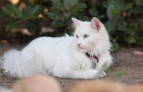 Beautiful Turkish Angora cat wallpapers and images - wallpapers, pictures, photos