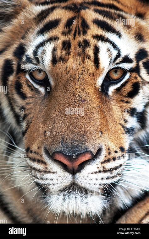 Tiger face hi-res stock photography and images - Alamy